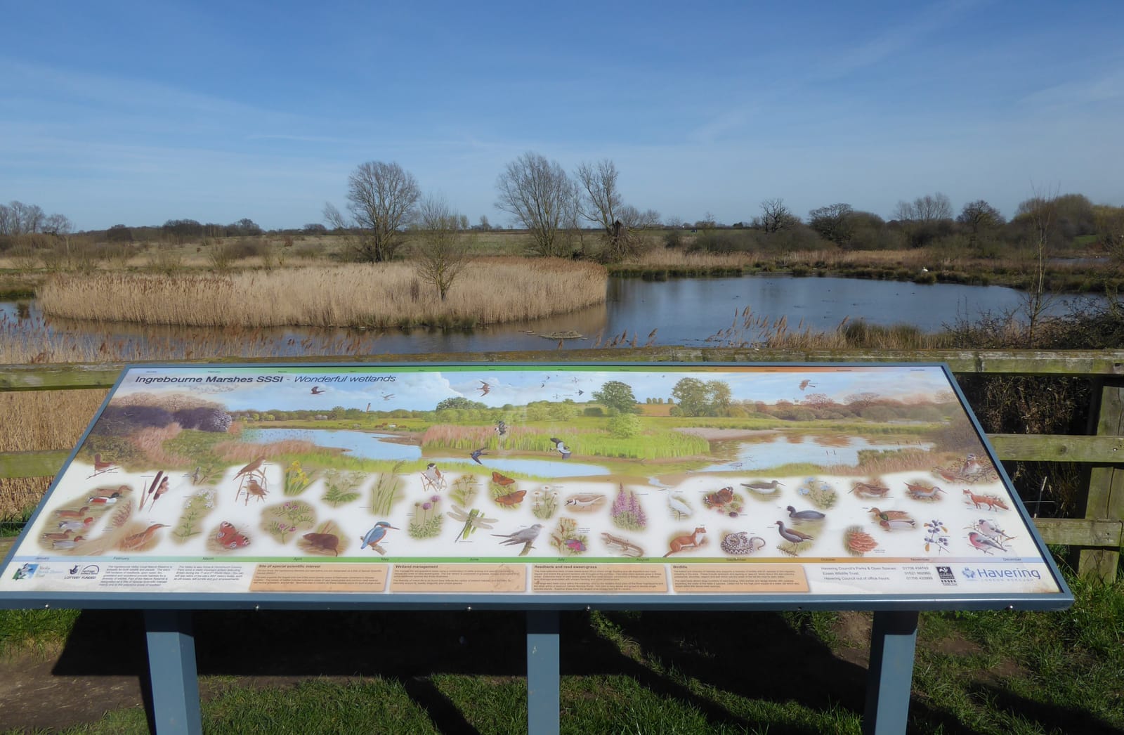 Ingrebourne Marshes SSSI