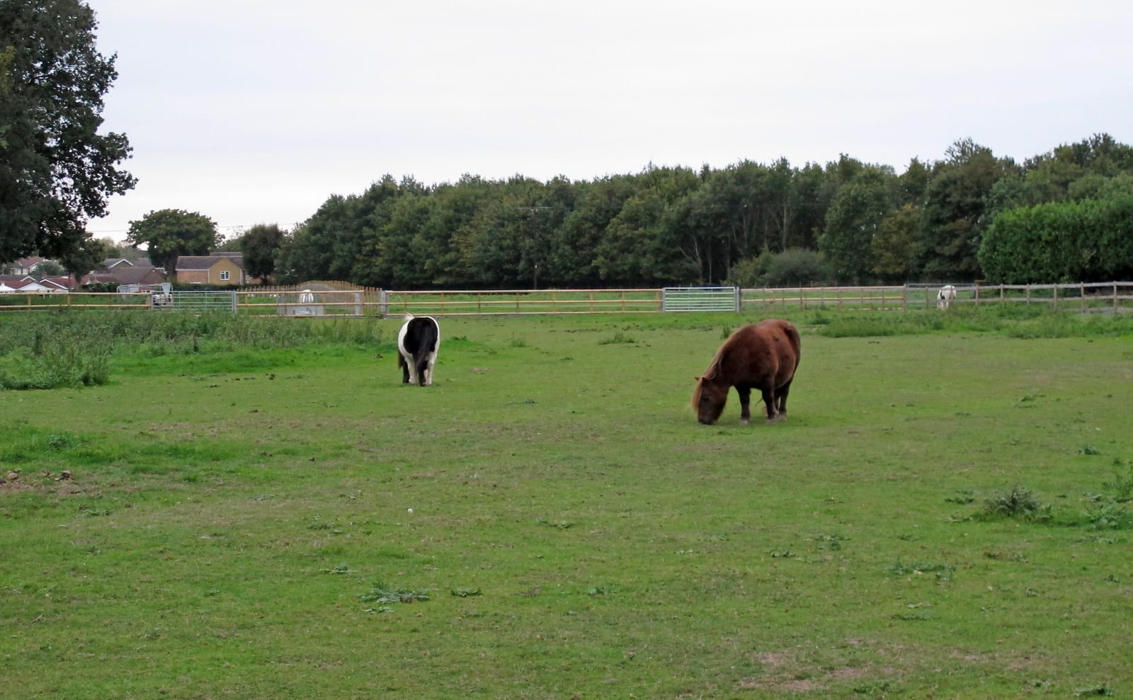Furze Wood