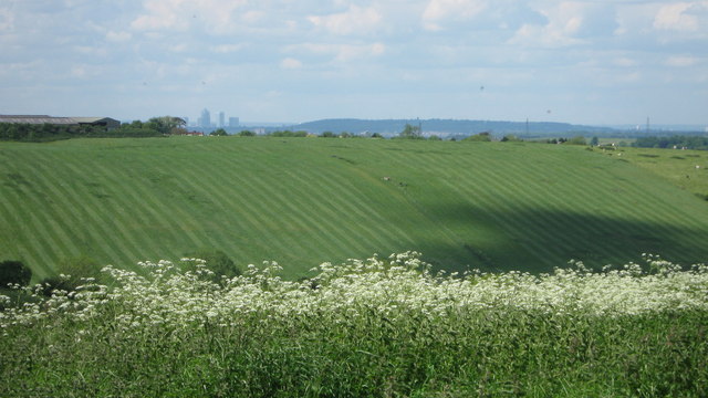 Hog Wood