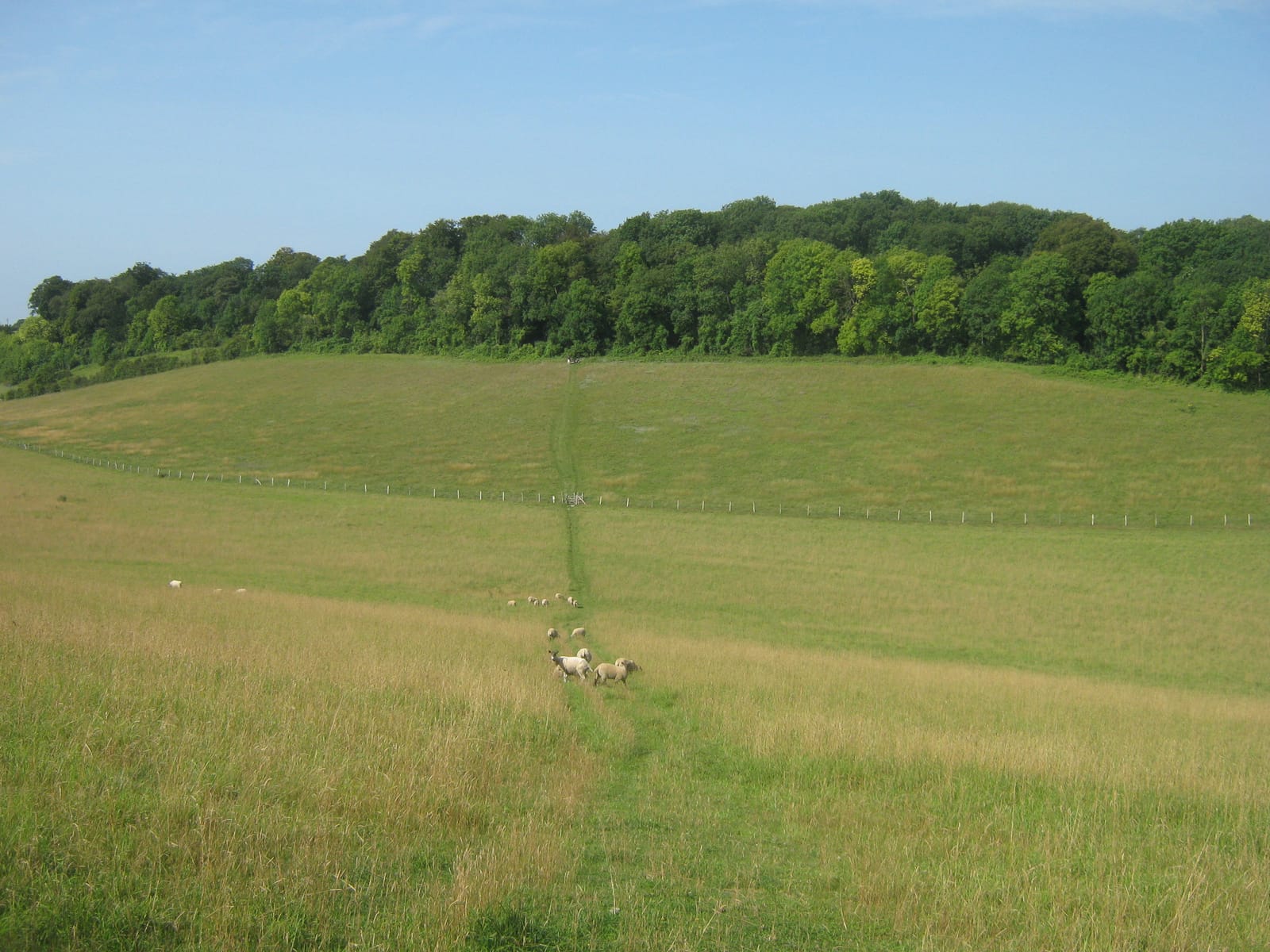 Broom Wood