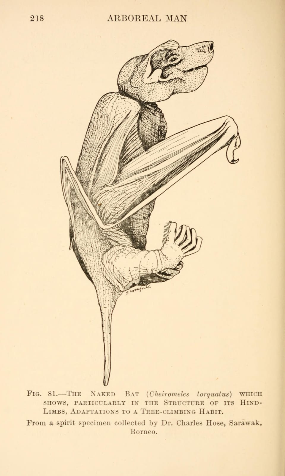 Arnold's Wood