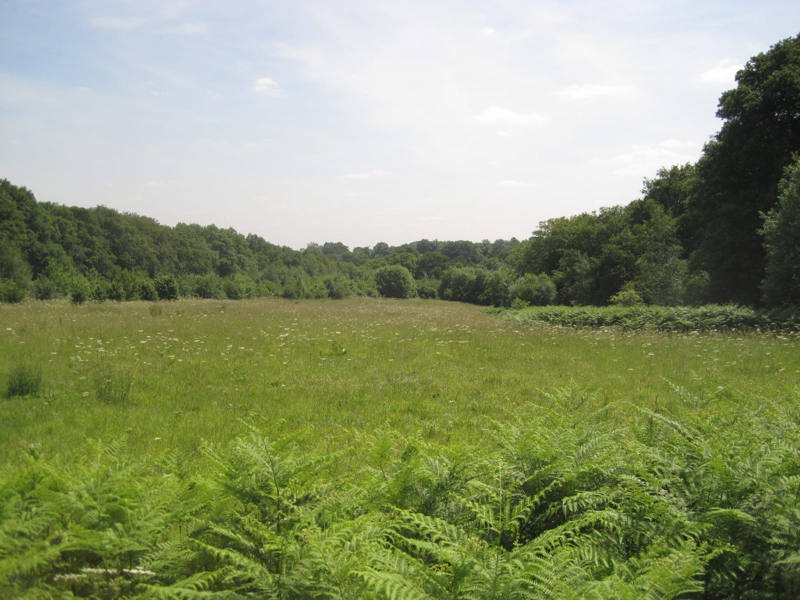 Barnet Wood