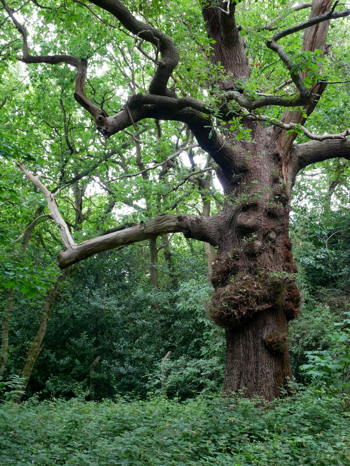 Scadbury Park