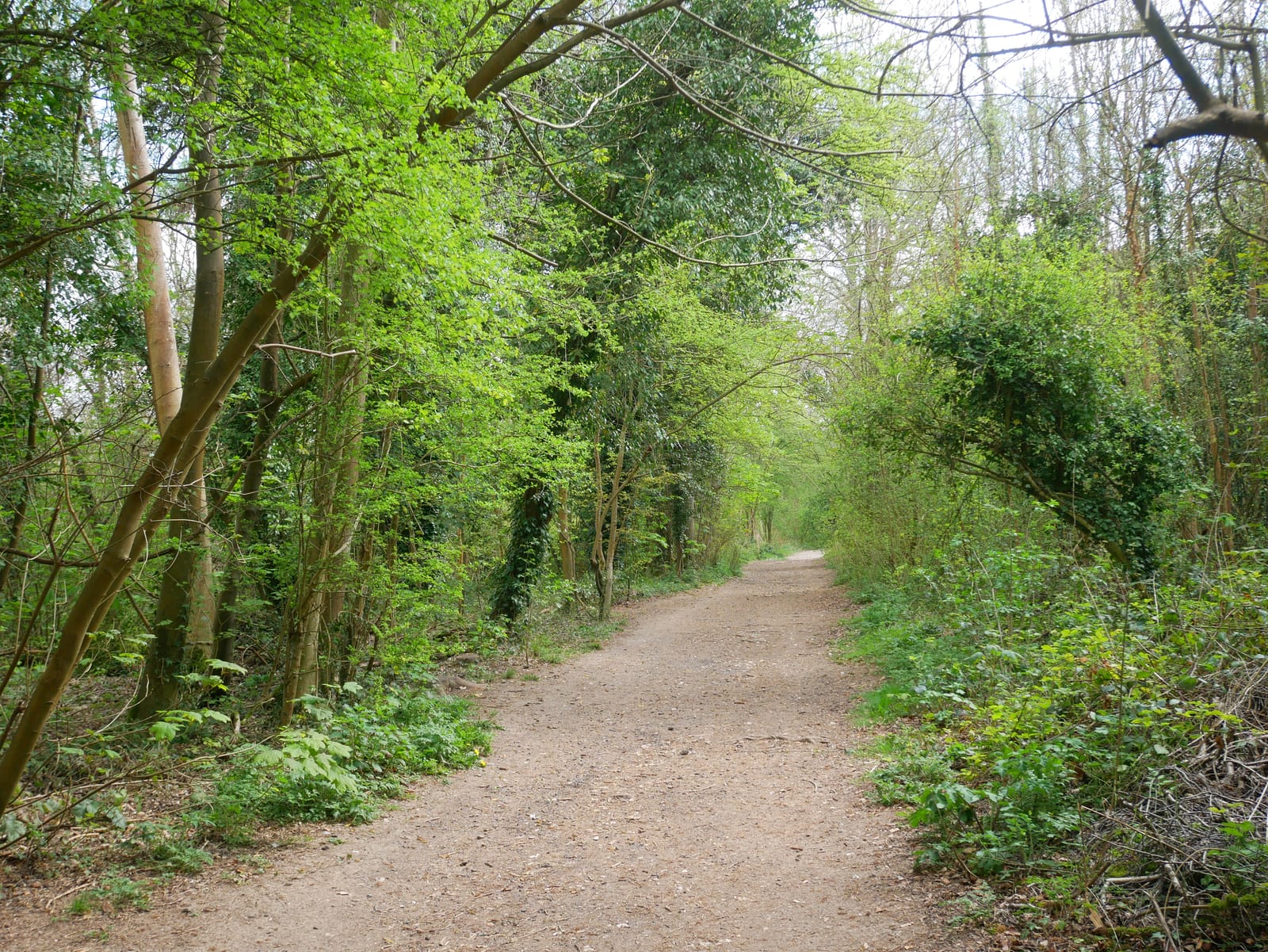 Greenhill Wood