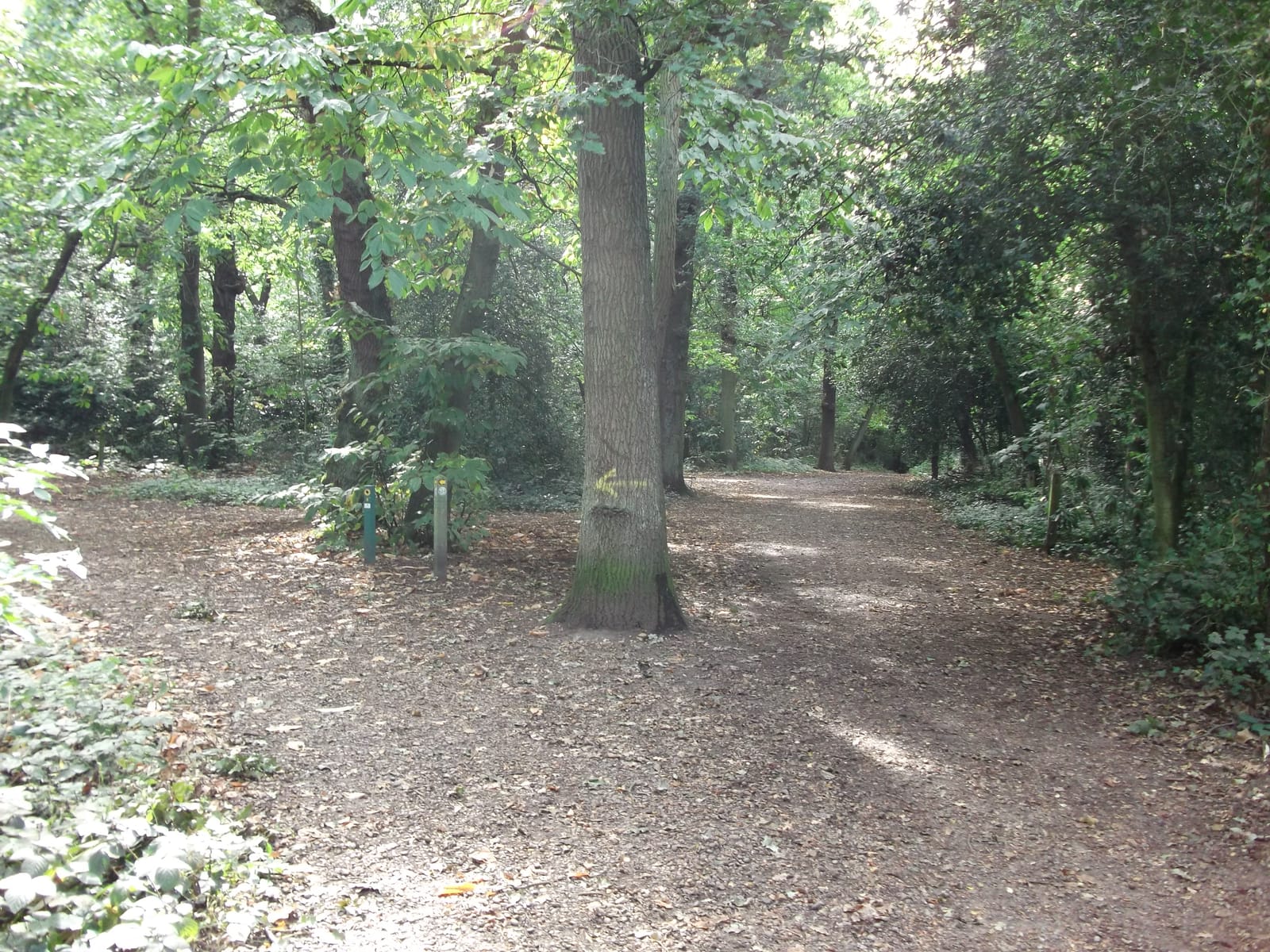Summerhouse Hill Wood