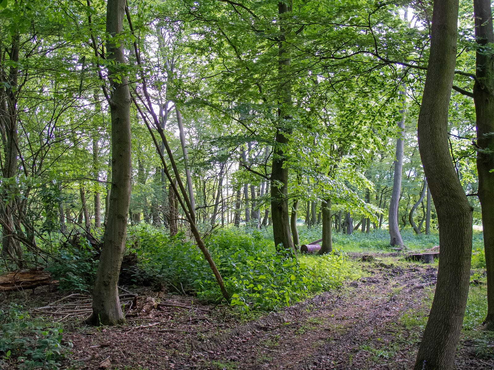 Knightsland Wood
