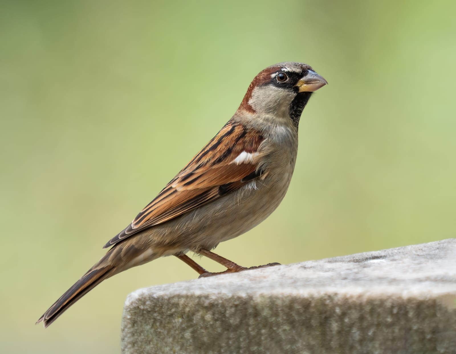Sparrow Common