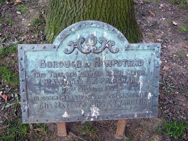 Coronation Oak