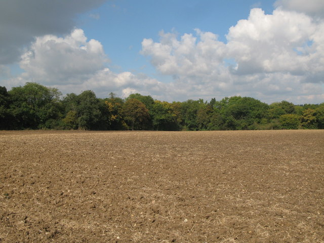 Ongar Wood