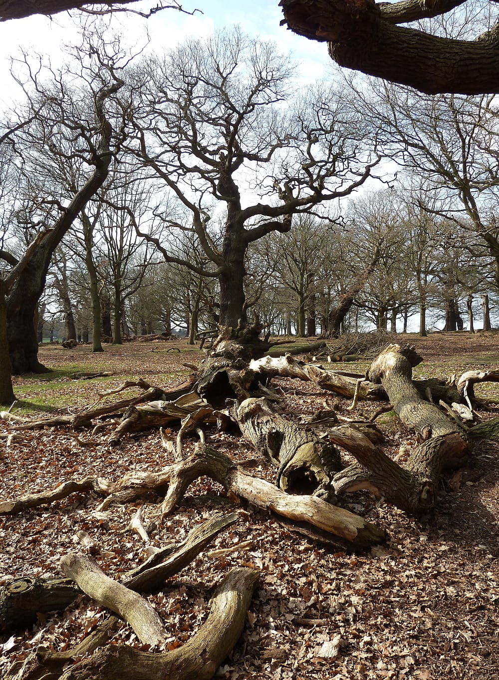 Two Storm Wood