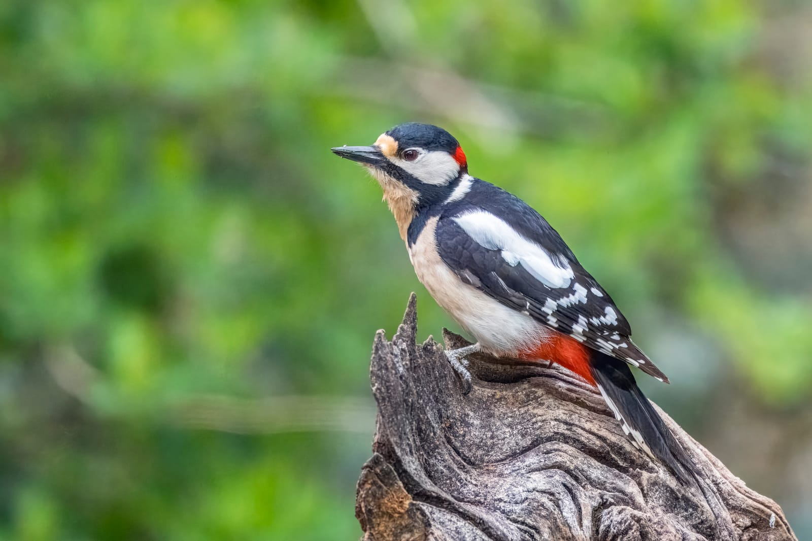 Woodpecker Community Centre