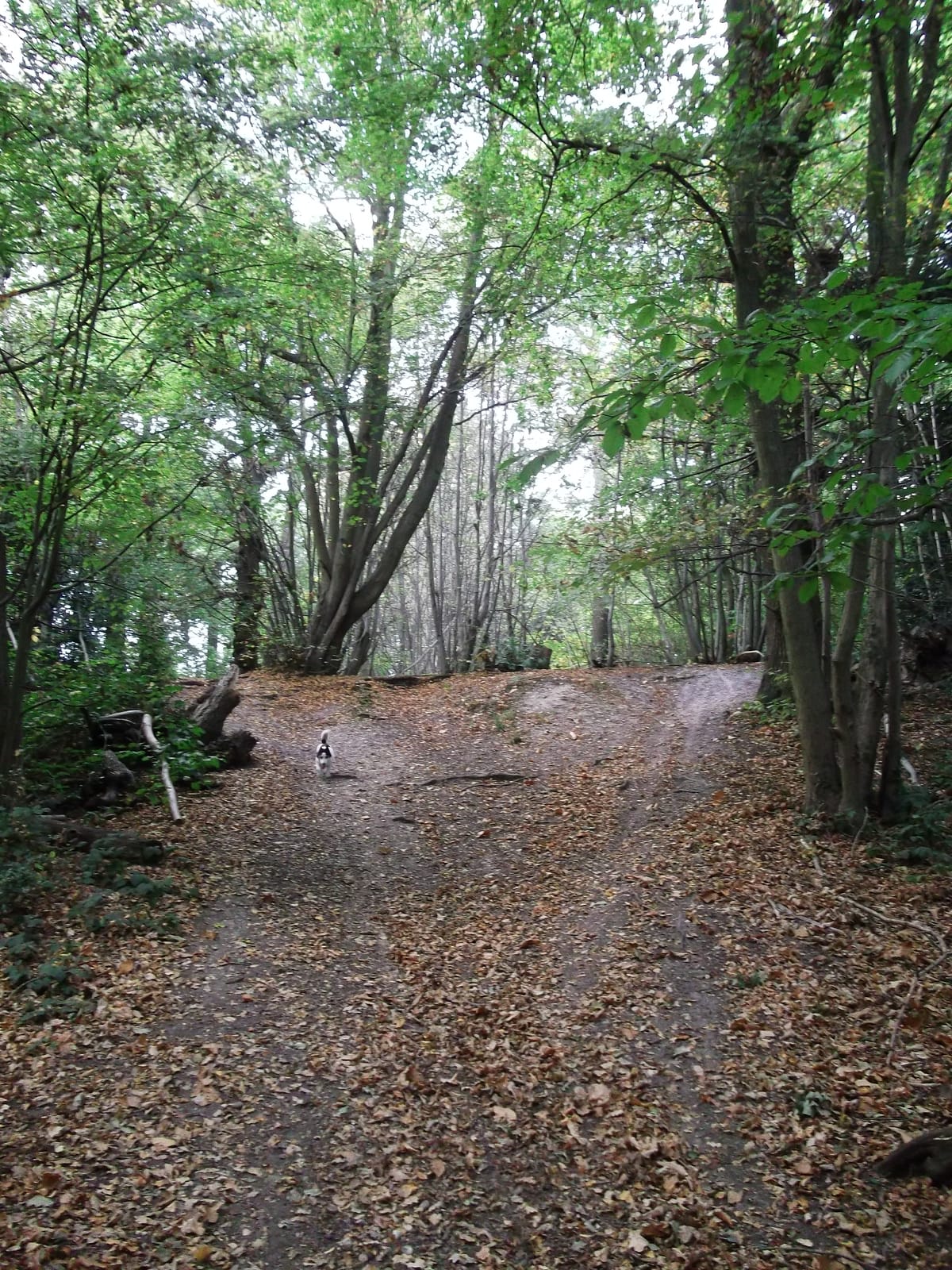 Threehalfpenny Wood
