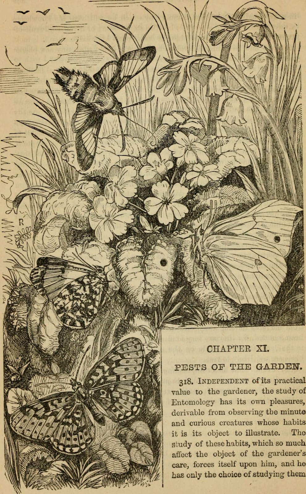 Garden Shaw