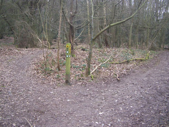 Nine Horse Wood
