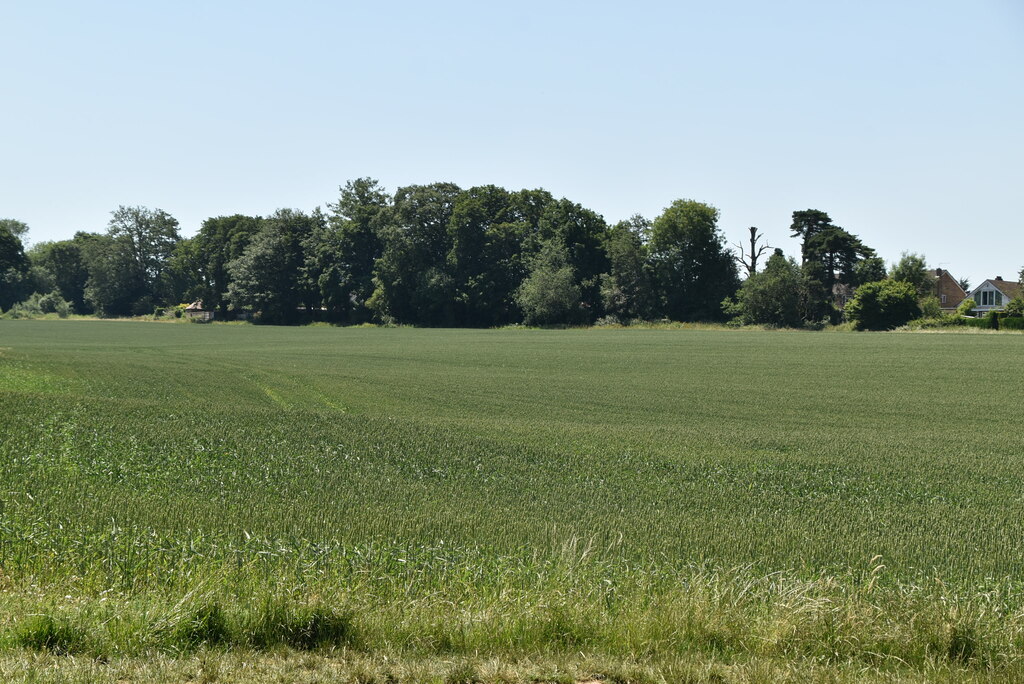 Pimlico Wood