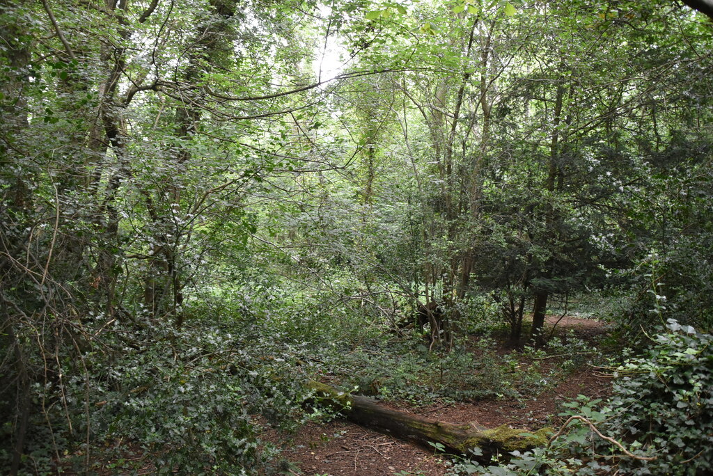 Mitchley Wood