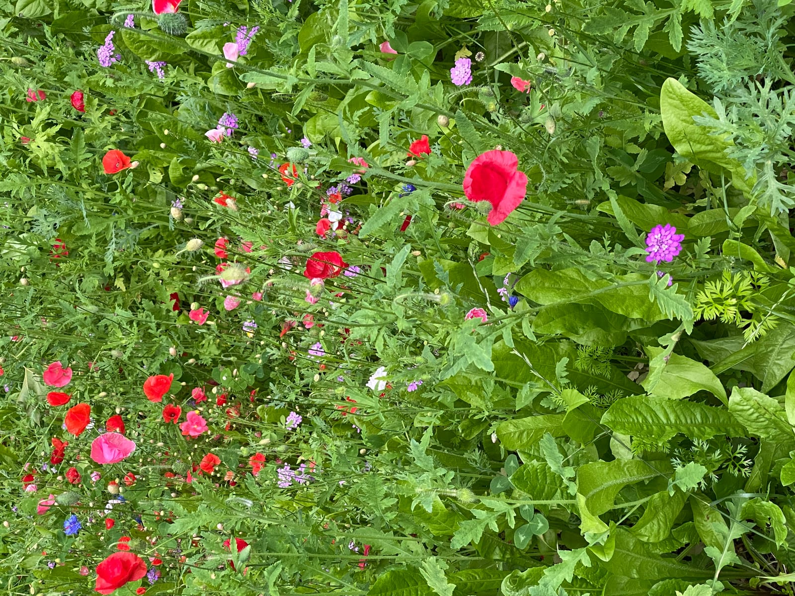 Wildflowers
