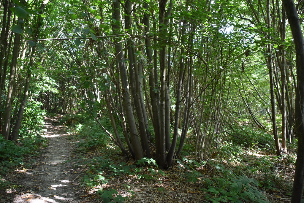 Broomfield Wood