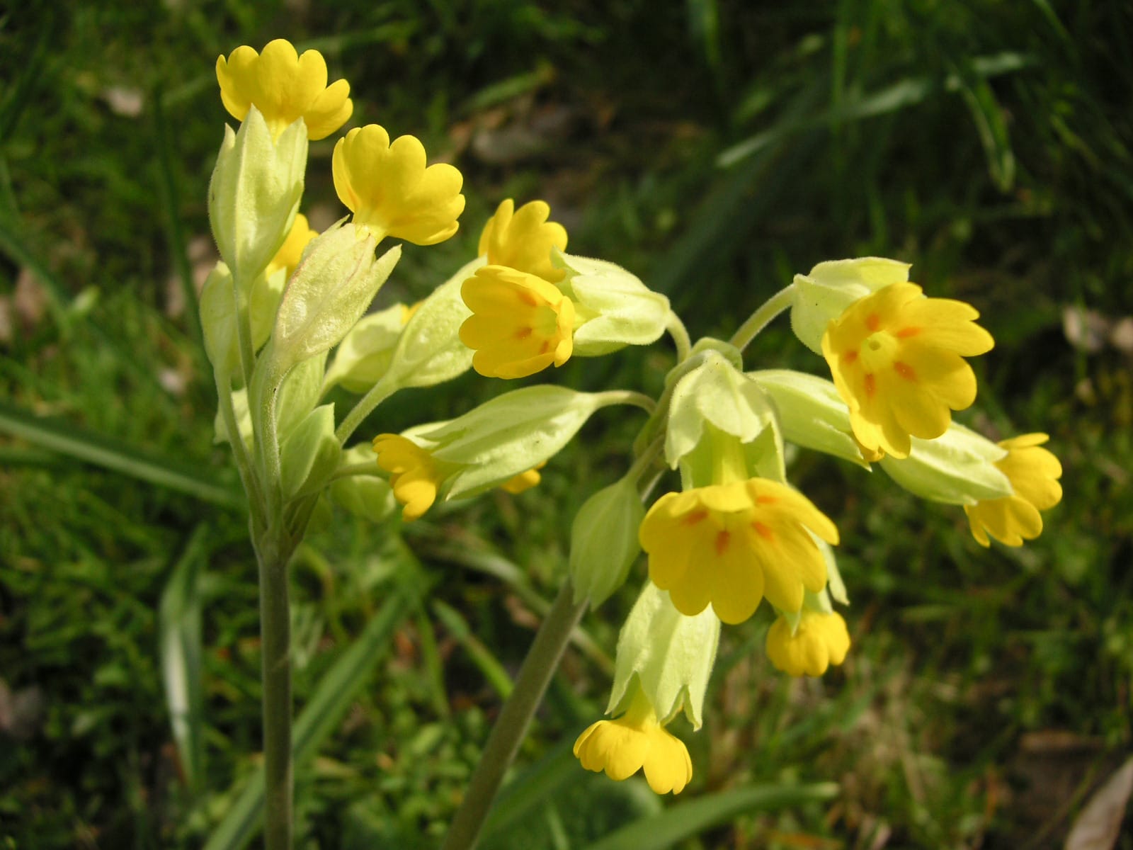 Cowslip Meadow