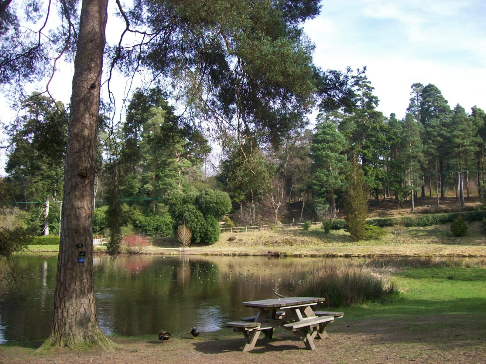 Pinetum