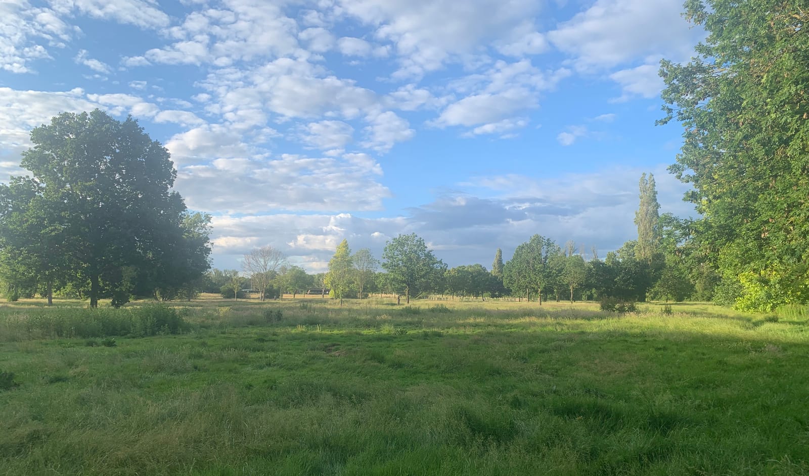 Pear Tree Meadow