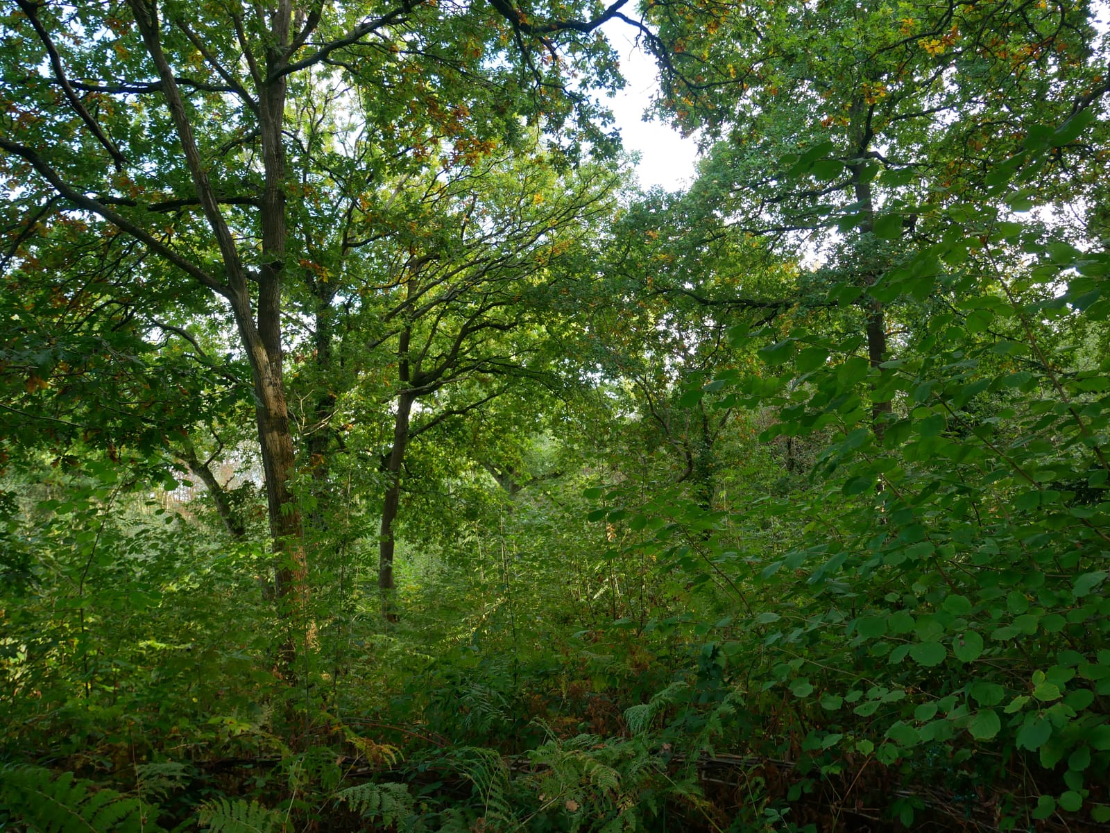 Padmall Wood