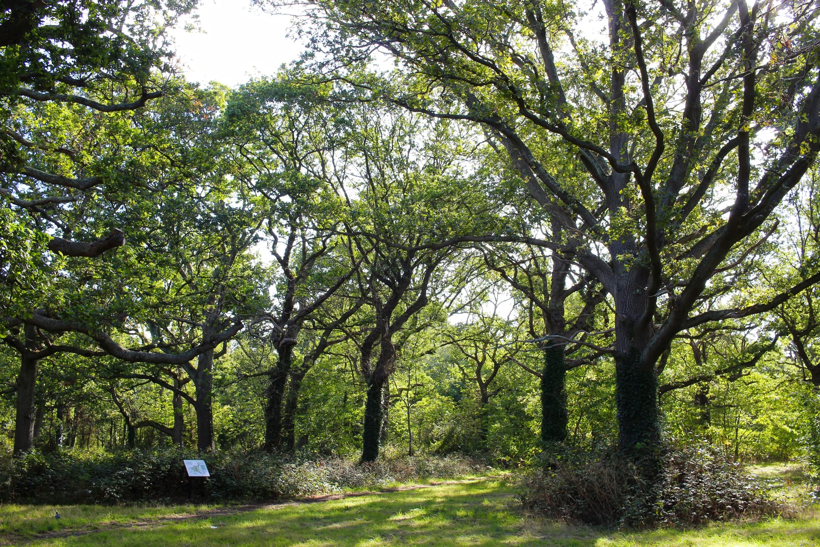 Long Lane Wood