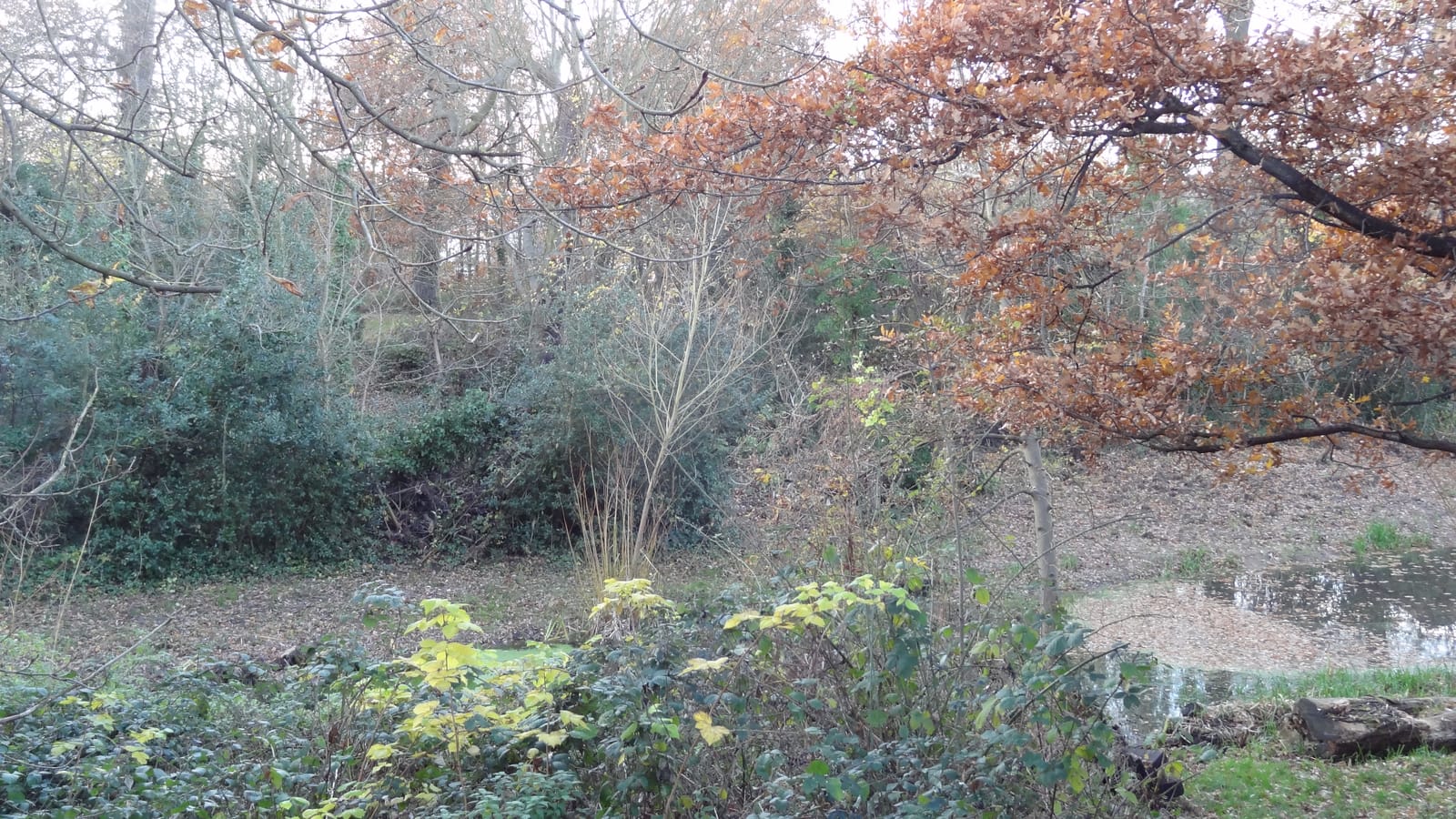 Dacres Wood Nature Reserve