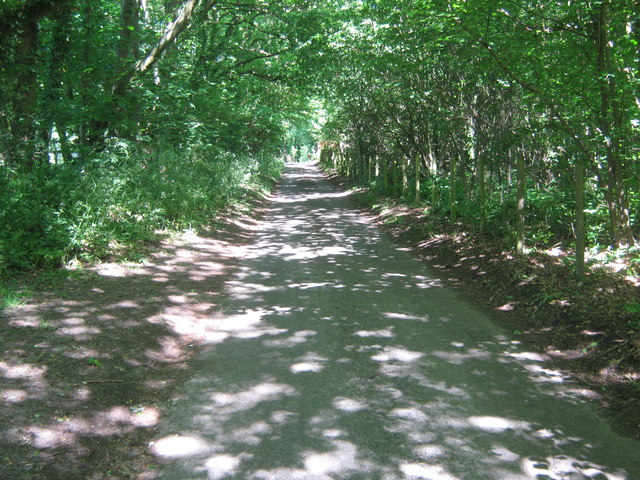 Jenkin's Neck Wood
