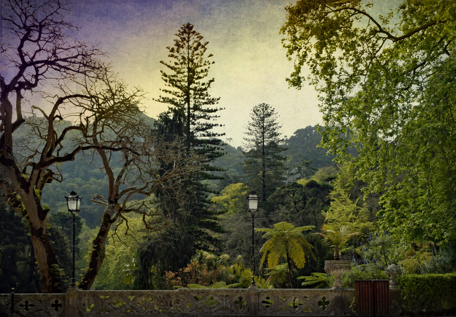 Enchanted Woodland