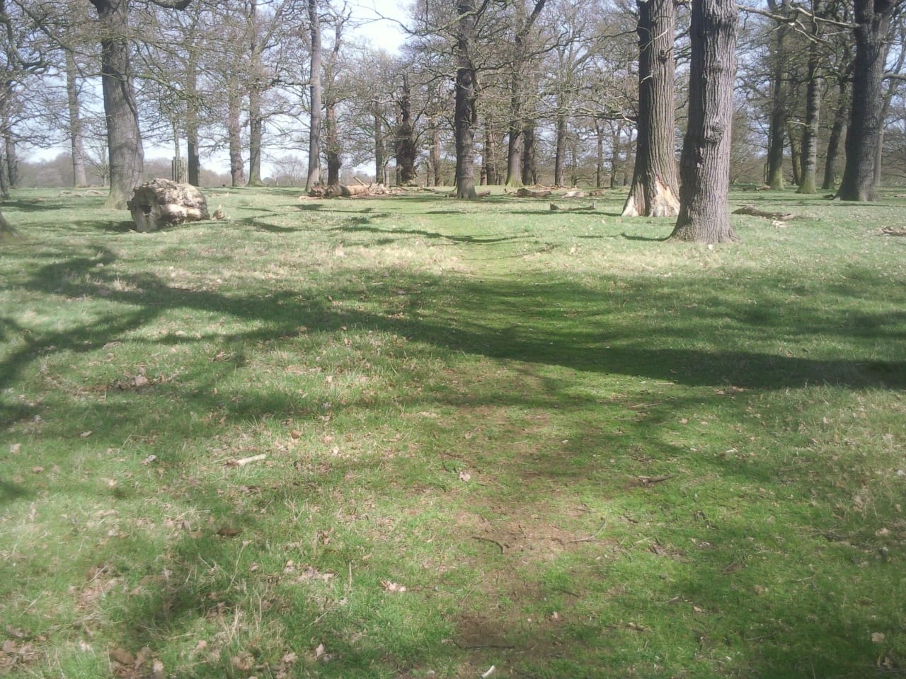 Sheen Cross Wood