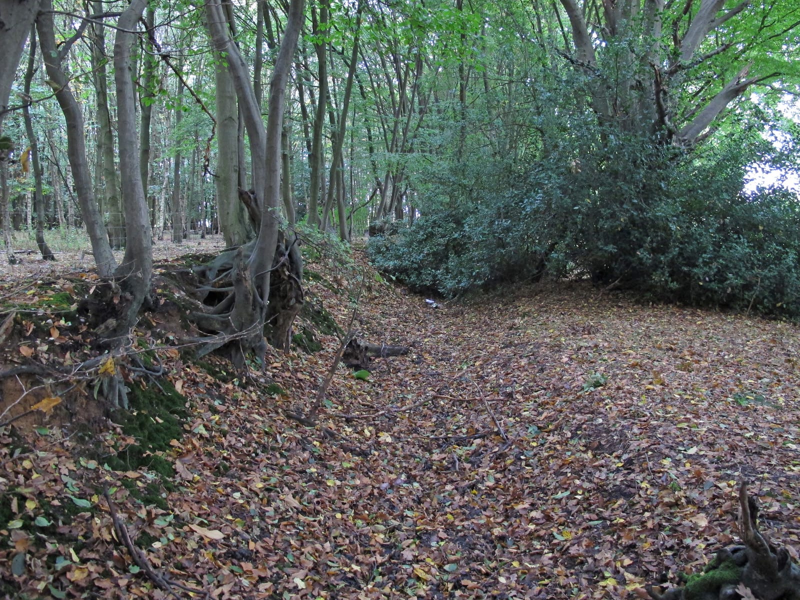 Fryerning Wood