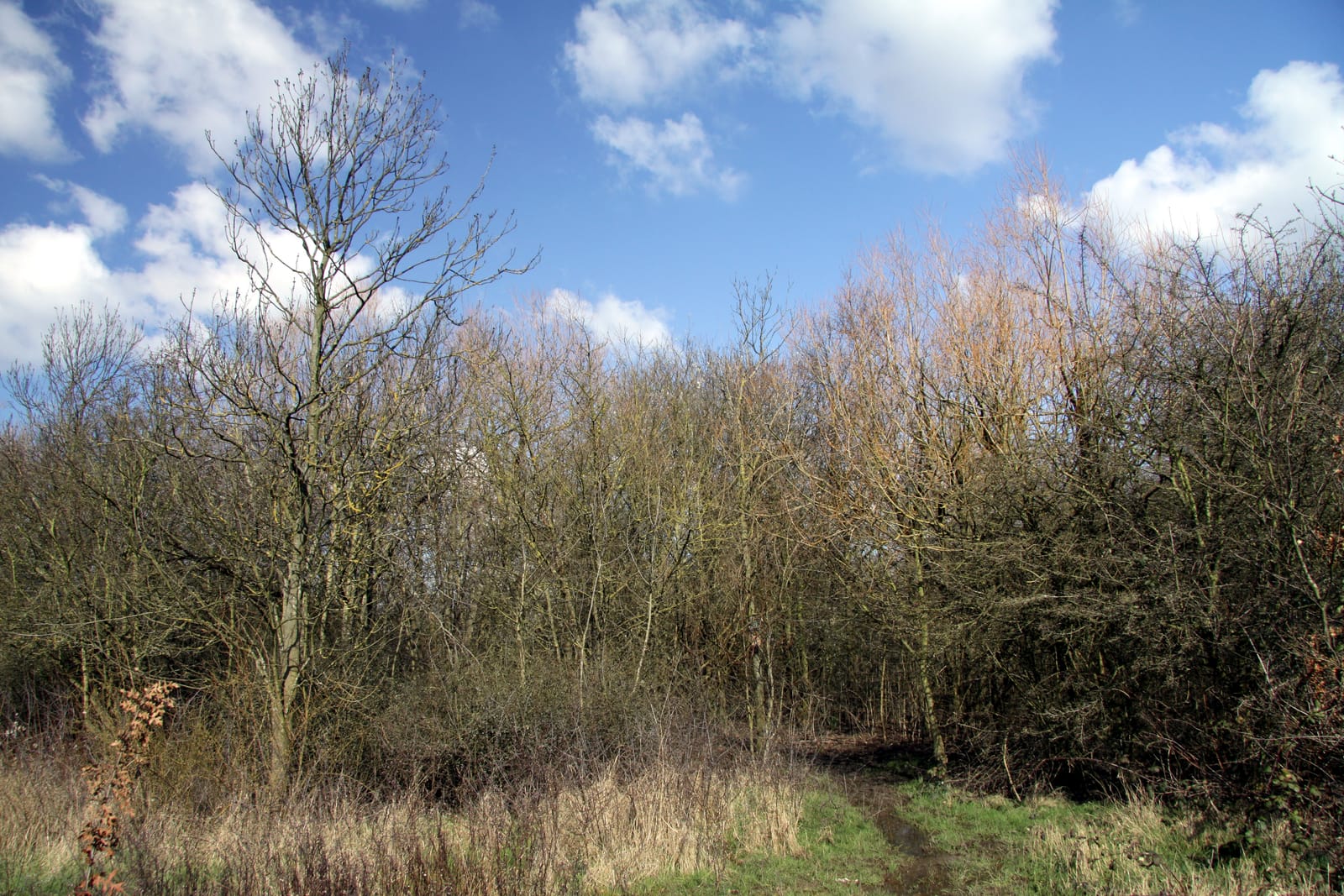 Martin Bell's Wood