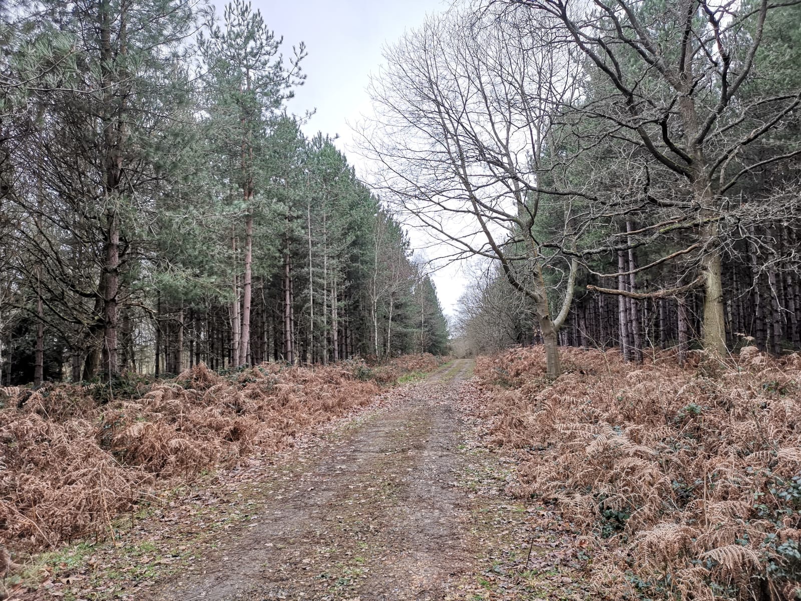 Frithys Wood
