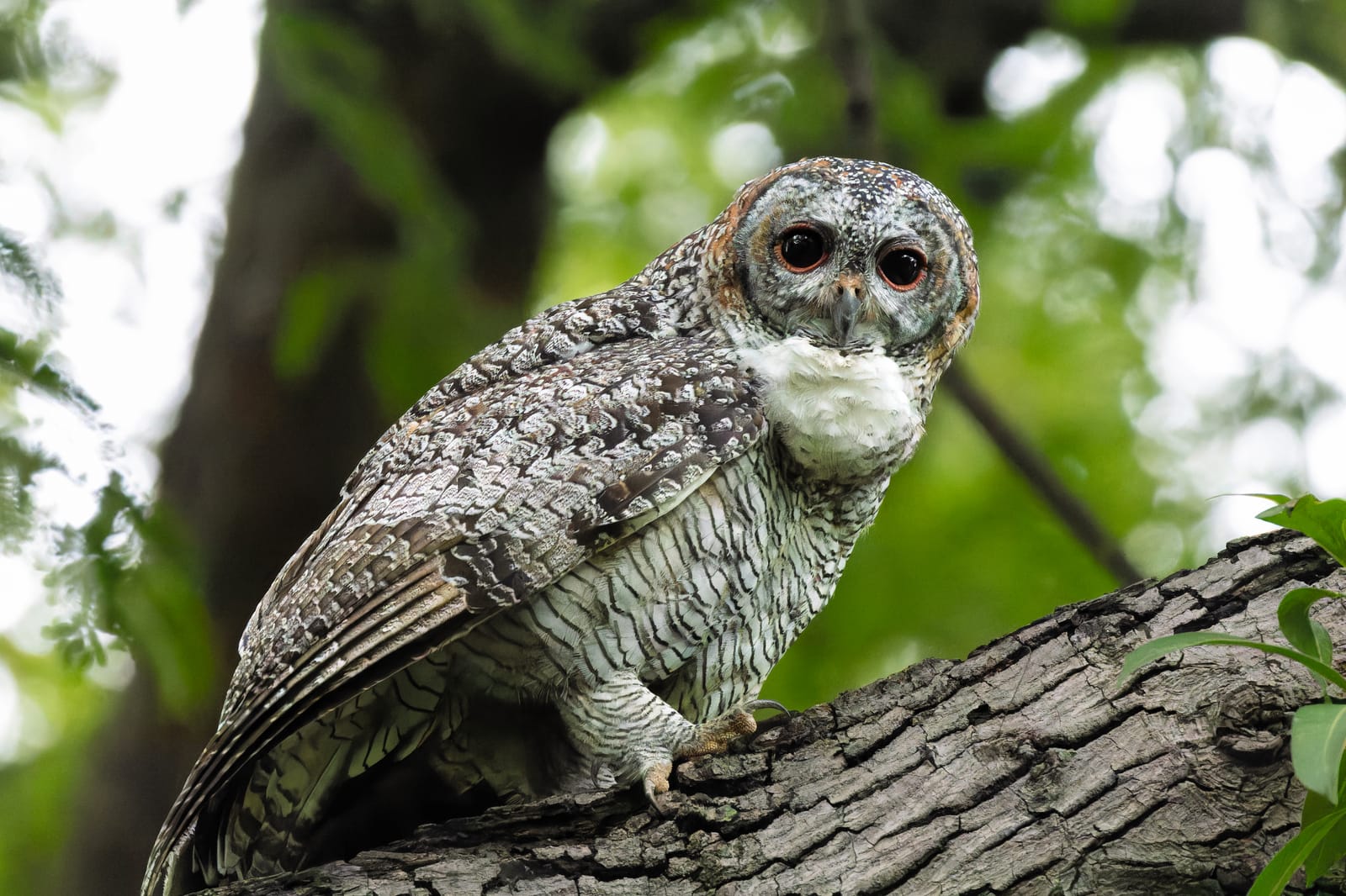 Owls Wood
