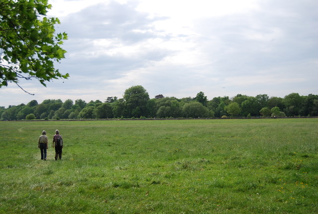 Petersham Common Woods