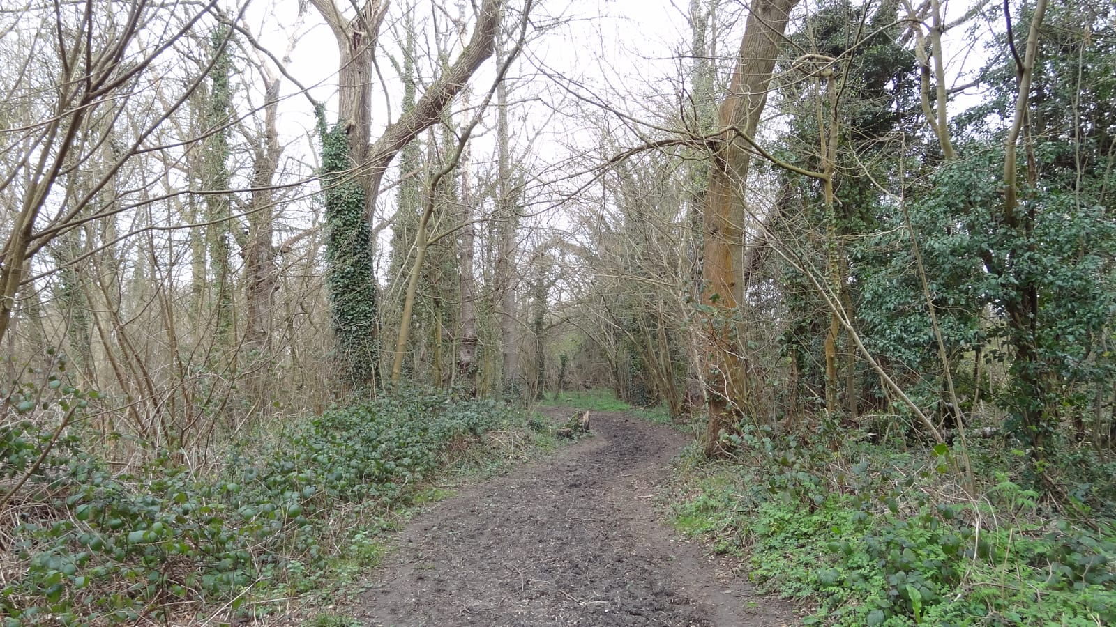 Ruffett Wood