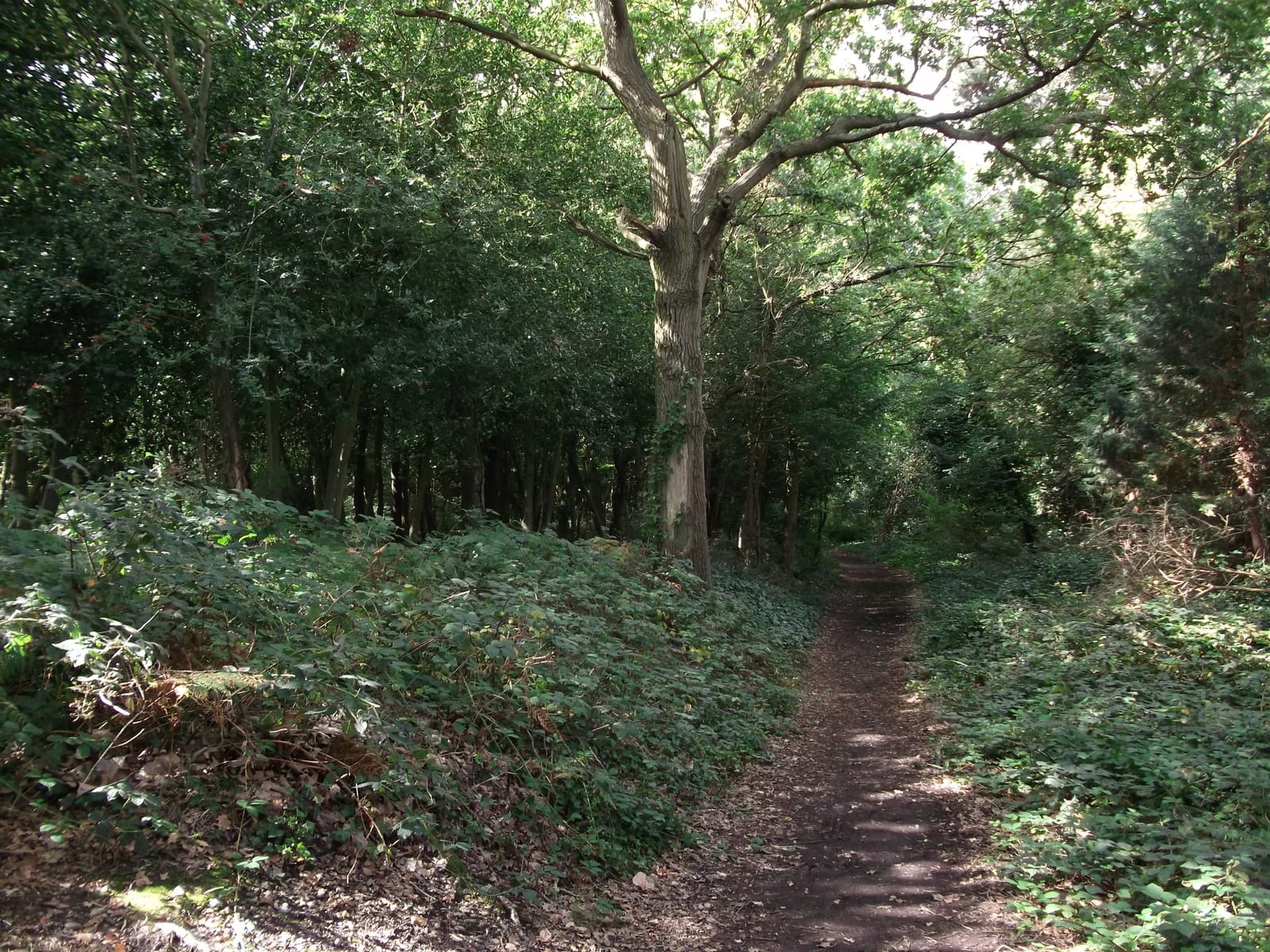 Warren Wood