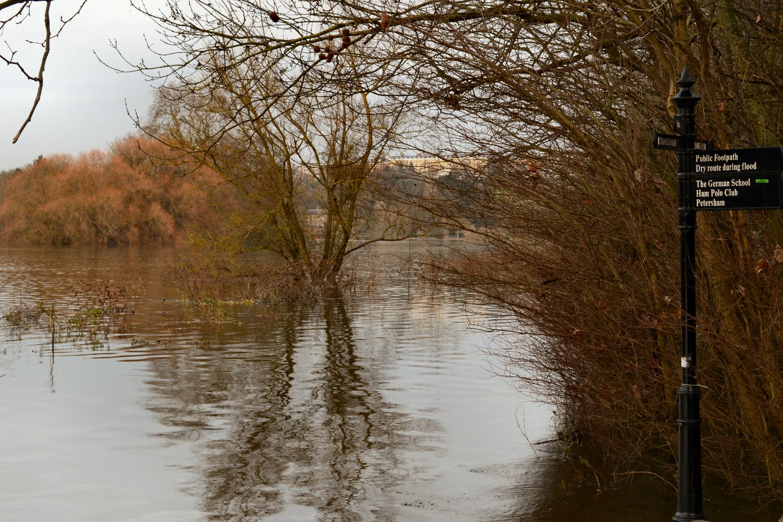 Petersham Lodge Woods