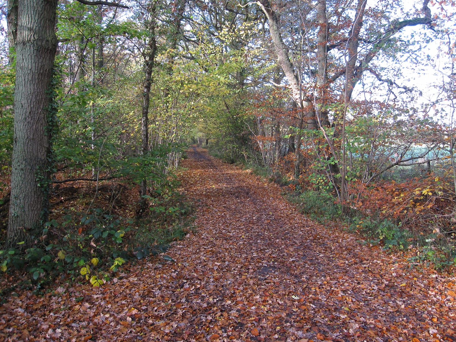 Limekiln Wood