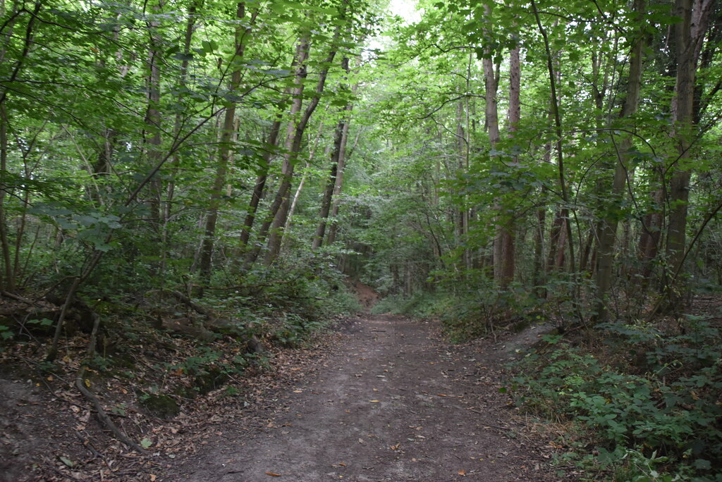 Chalk Wood