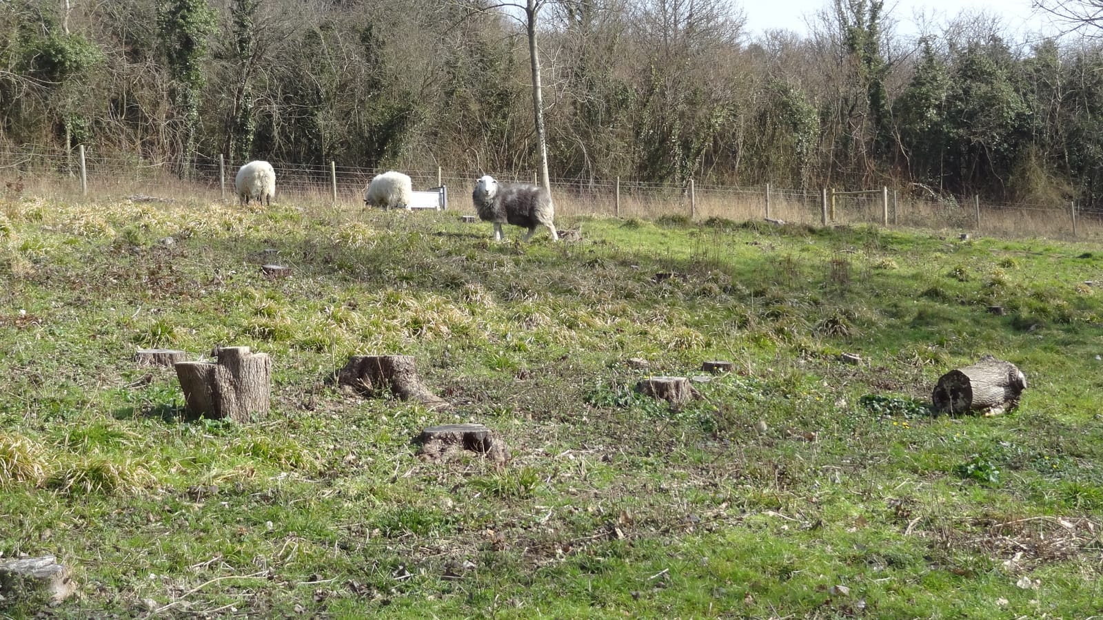 Hutchinson's Bank