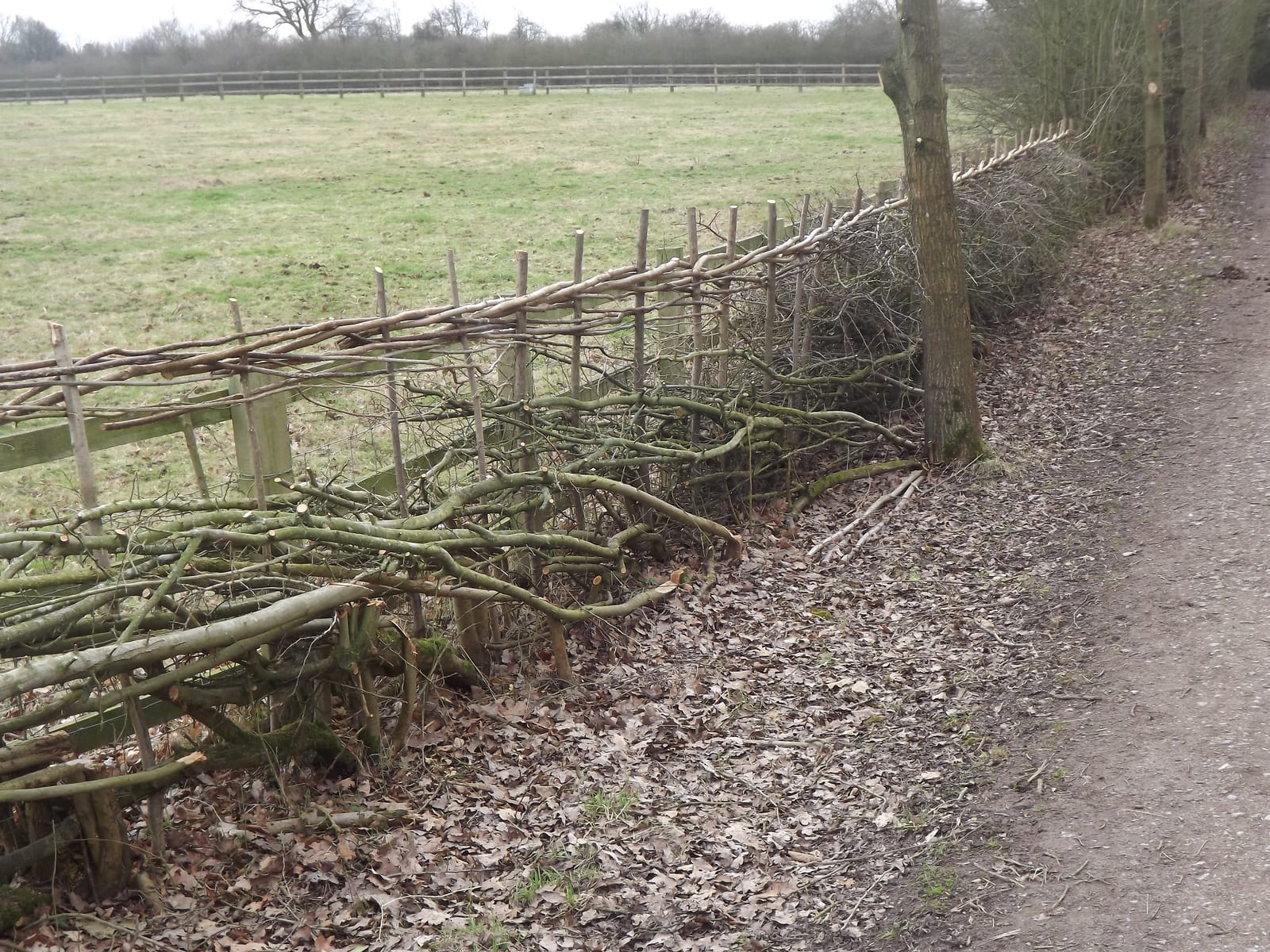 Four Acre Wood